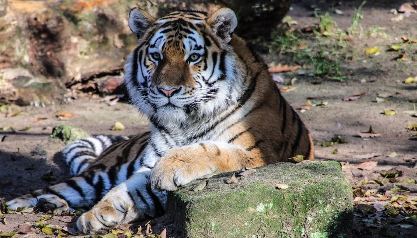 Ranthambore Tiger Safari with Golden Triangle Tour