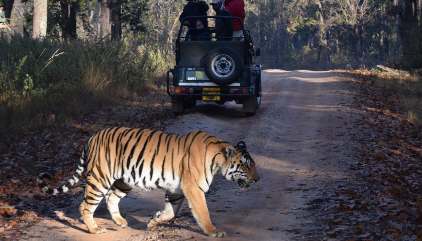 bandhavgarh-national-park-safari
