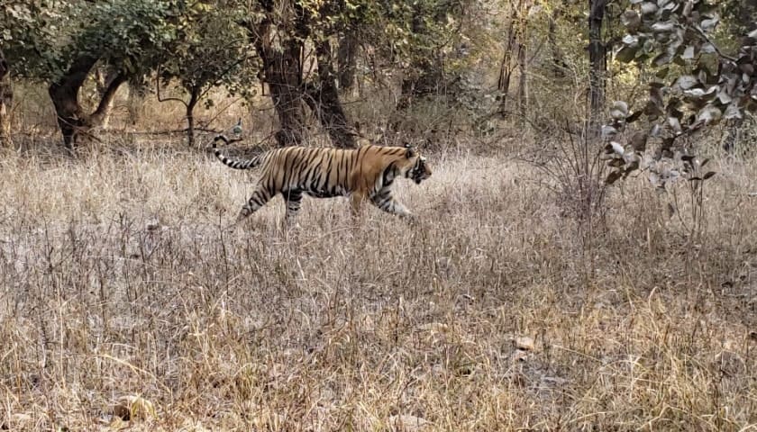 Bandhavgarh Kanha Ranthambore Tiger Safari