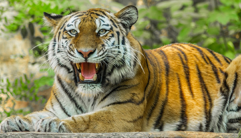 Tiger-Wildlife-Safari-India