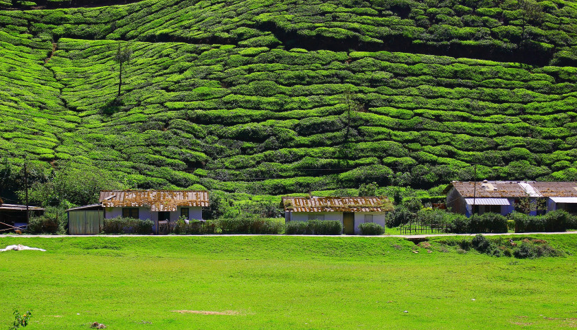 Munnar-Tea-Gardens