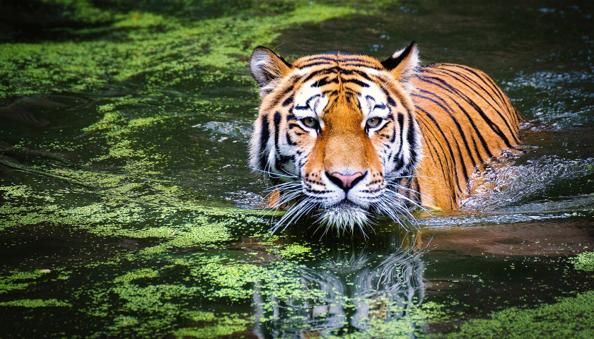 Tiger-Safari-India-Tours