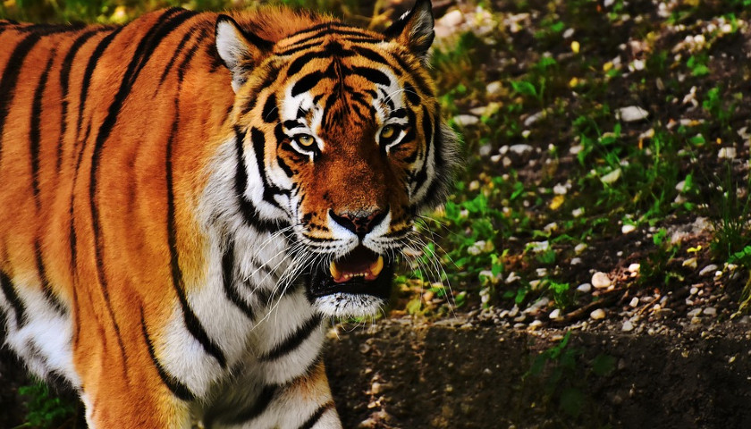 India-Tiger-Safari-Tours