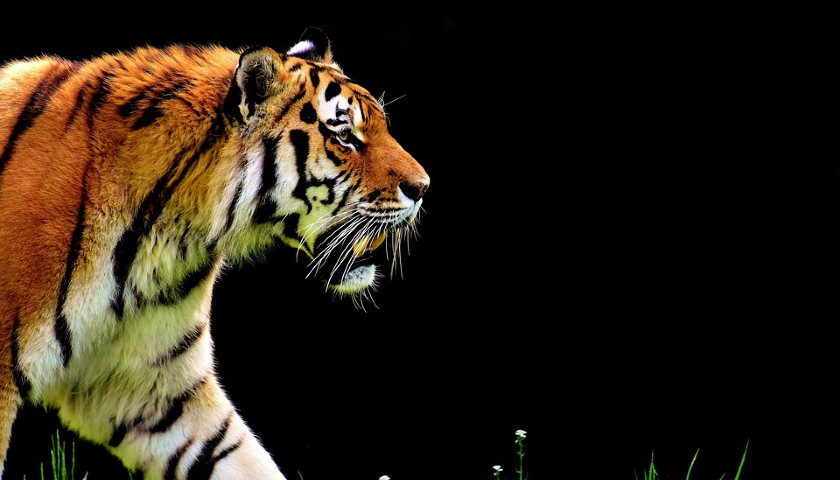India-Tiger-Safari-Tour-Packages
