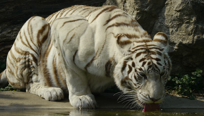 India-White-Tiger-Tours