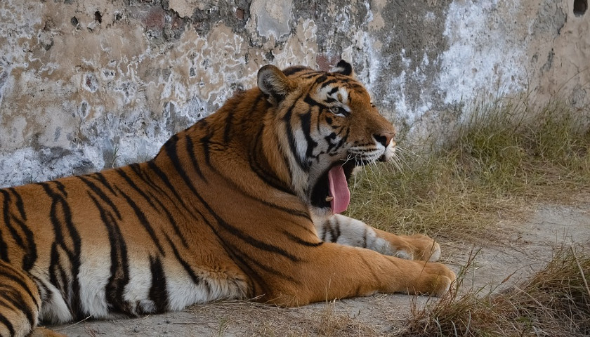 Royal-Bengal-Tigers-India