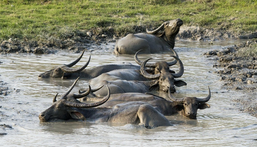 Wild-Buffalos-Kaziranga-National-Park