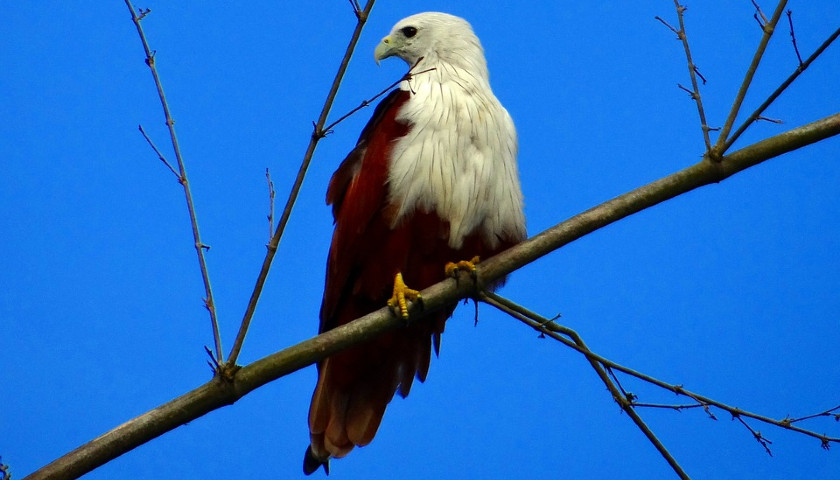 Brahminy-Kite-Bharatpur-Bird-Sanctuary-Tours
