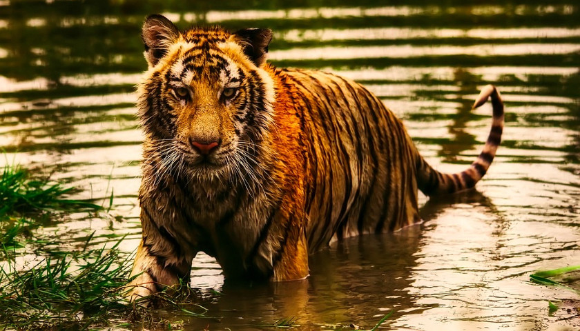 Sundarbans-National-Park