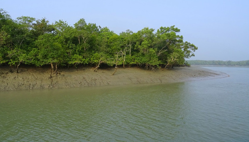 Sundarban-Mangrove-Forest