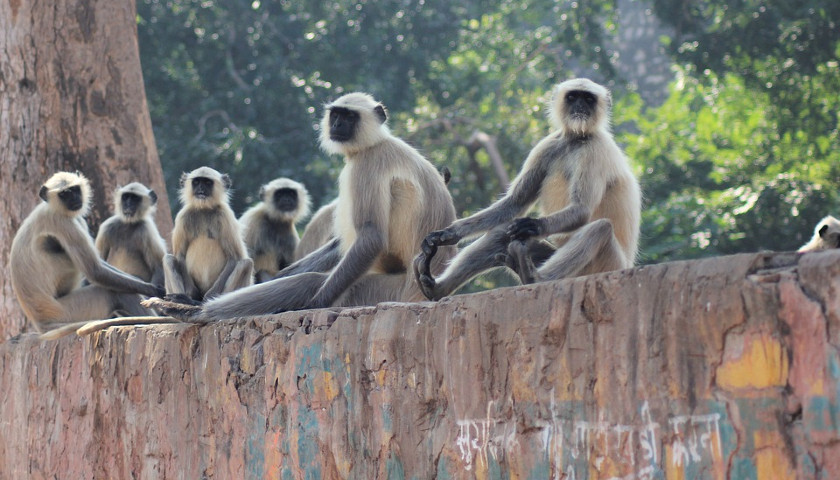 India-Wildlife-Tours
