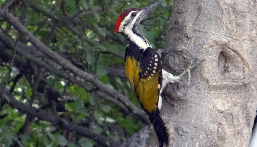 Bharatpur-Bird-Sanctuary-Tours