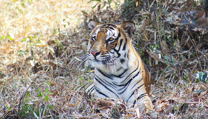 India-Tiger-Safari