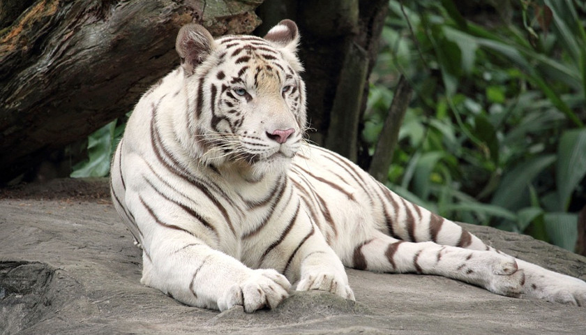 India-White-Tiger-Safari