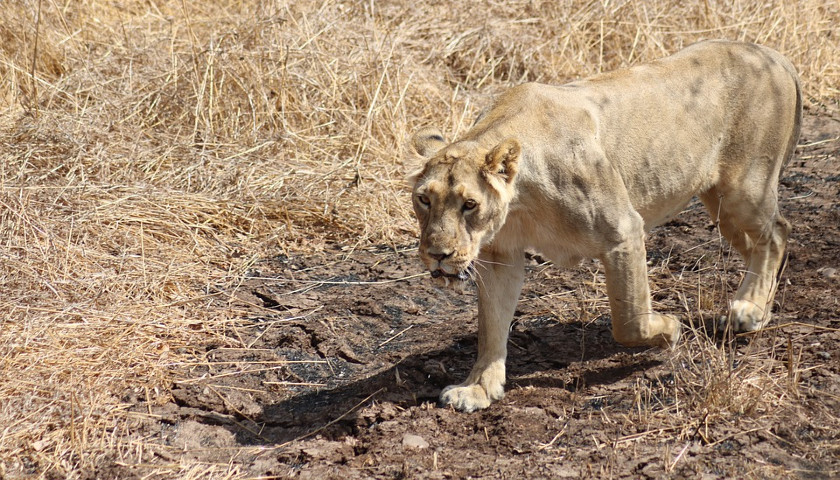 Indian-lion-Safari