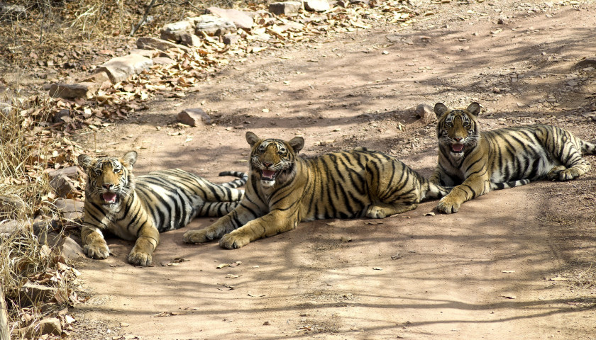 India-tiger-safari-tours
