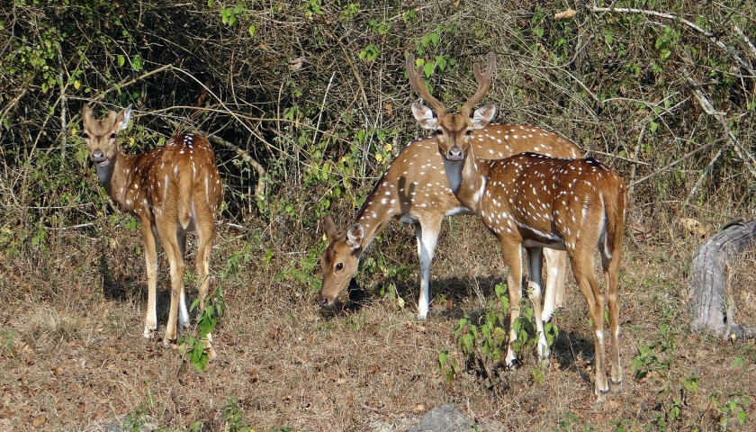Bandipur-National-Park-Tour-Packages-India