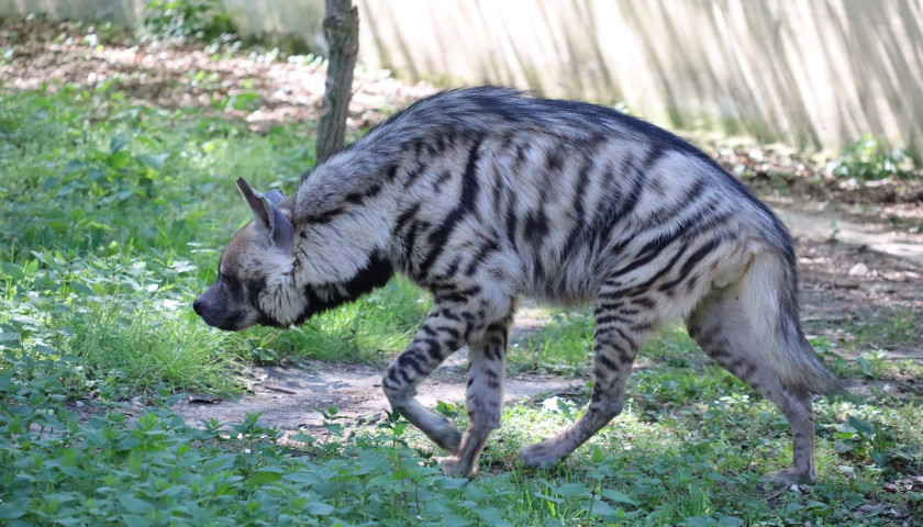 Indian-Striped-Hyena