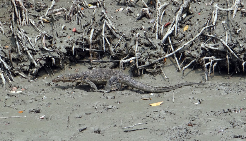 water-monitor-lizard-Sundarban-tours