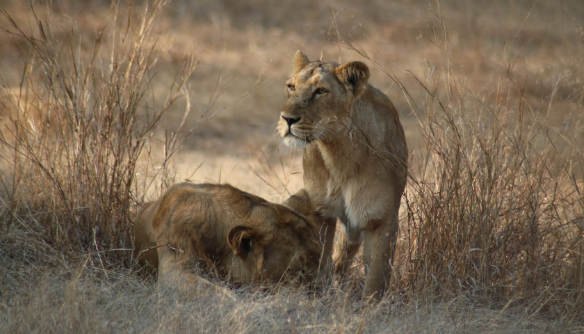 Gir-Lion-Safari