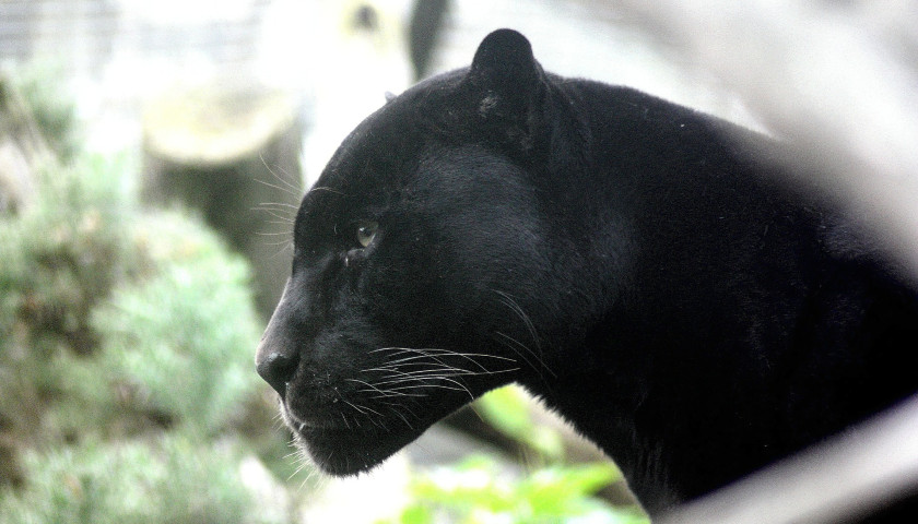 Black-Panther-India-tours