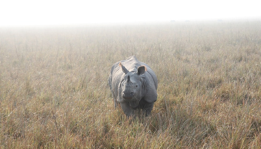 Indian-Rhino-tours