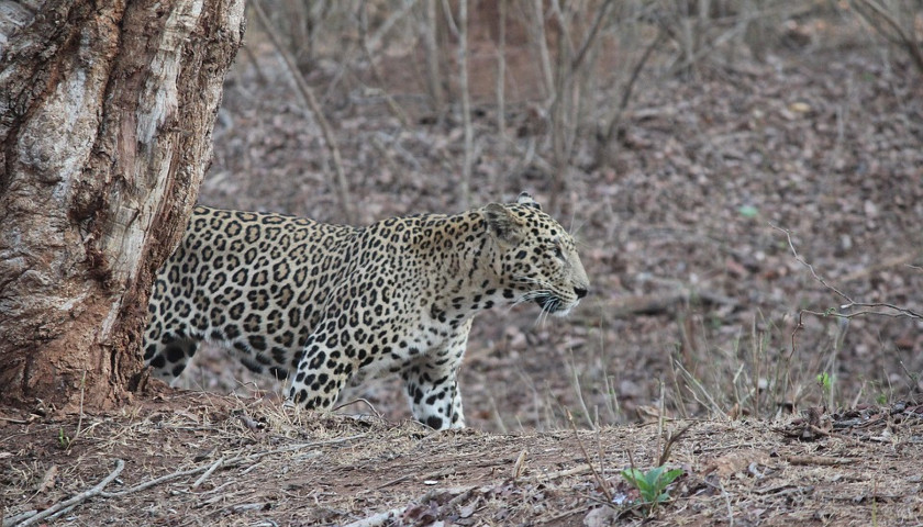 Leopard-India-wildlife-tours