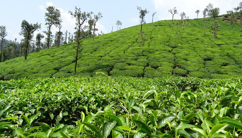 India-Tea-Gardens