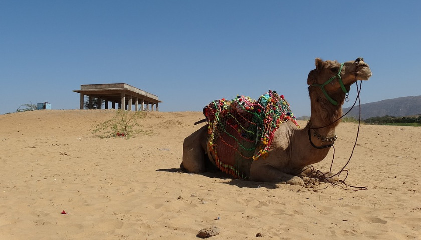 Pushkar-camel-safari