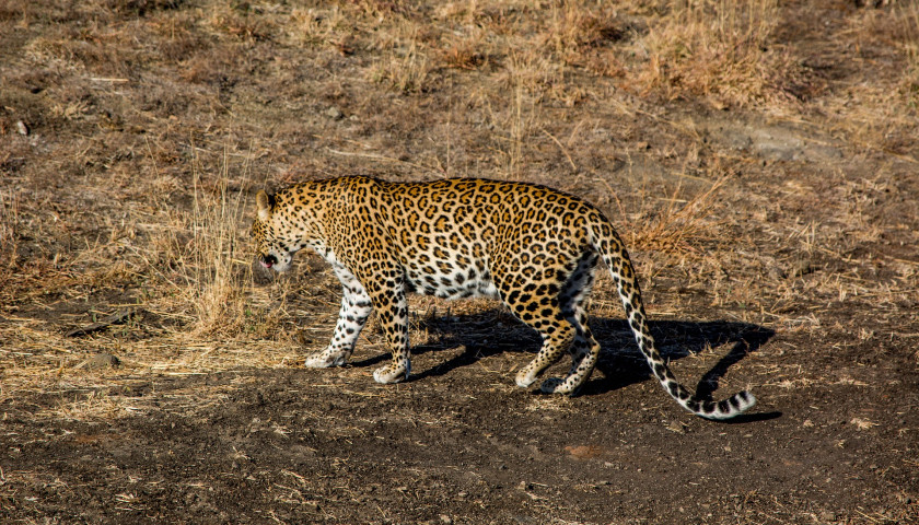 Leopard-safari-India