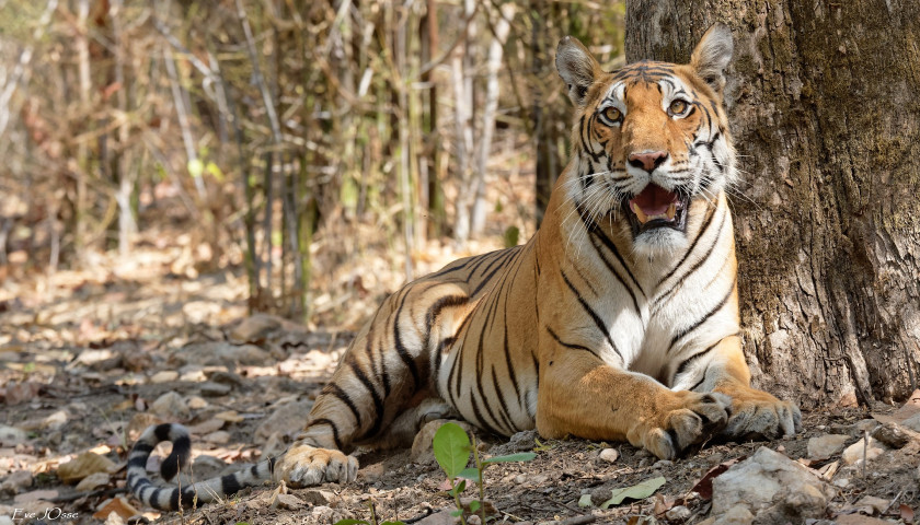 Bengal-tiger-India