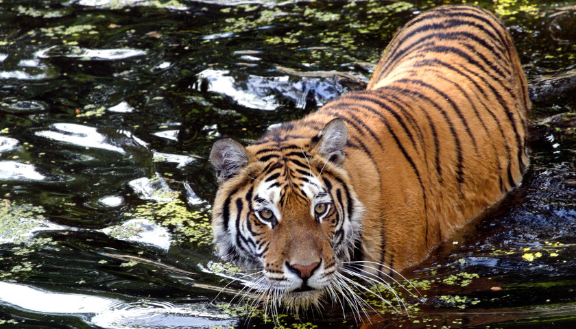 India Tour: Taj Tigers and Kerala