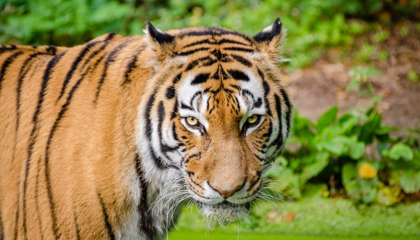 India-bengal-tiger-tours-safaris