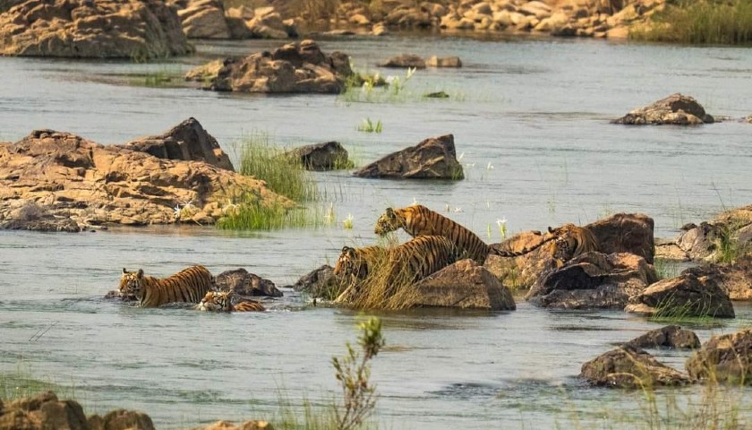 panna-tiger-reserve-tour-package