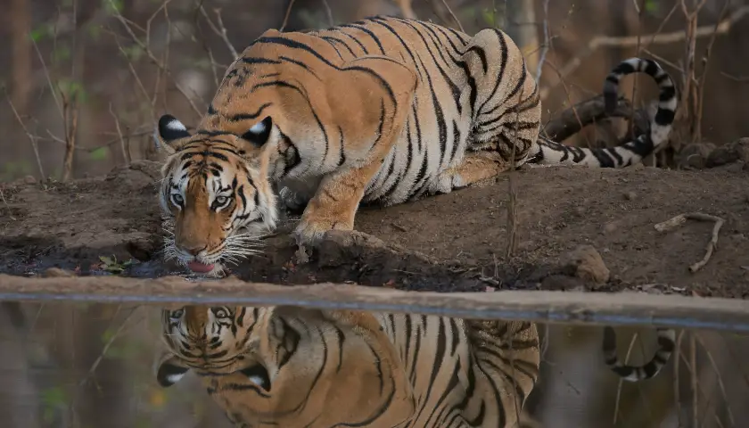 Central India Tiger Trails with Indian Marvels