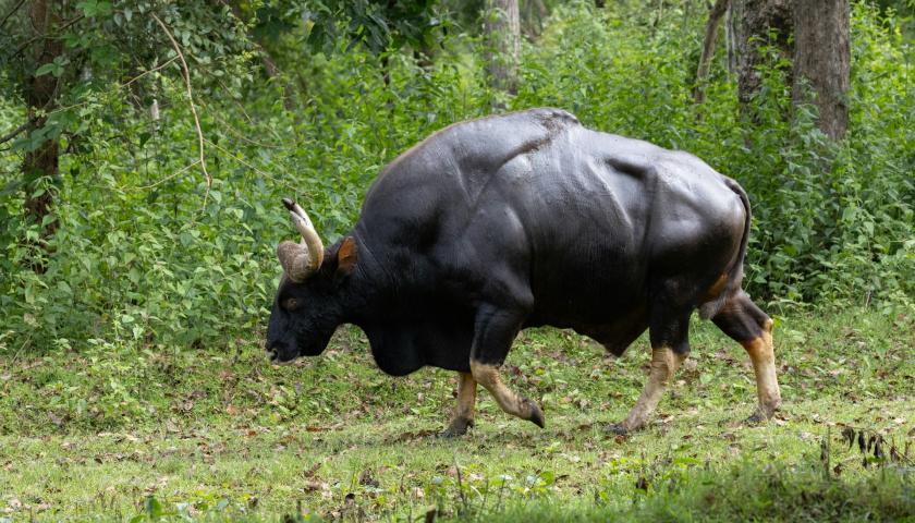 Gaur the Indian bison walking in the forest