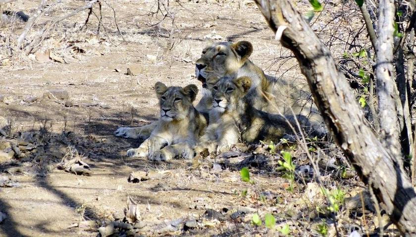 Lioness-and-cubs-Gir-National-Park
