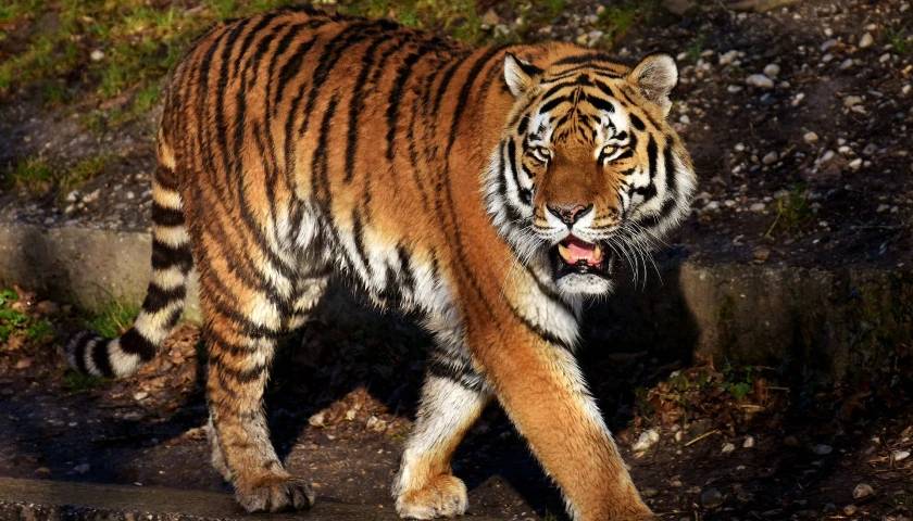 Royal Bengal Tiger, Nagarhole National Park