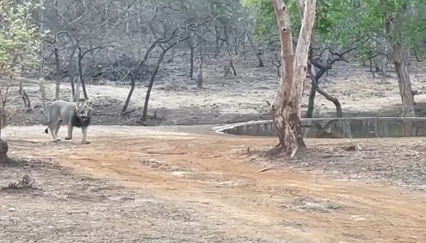 asiatic-lion-visiting-pond-to-drink-water-at-gir-national-park