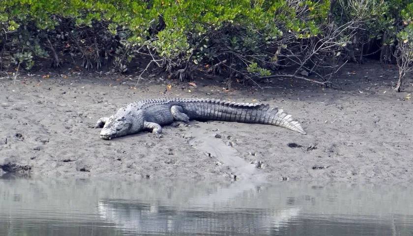 Bhitarkanika Special Tour with Puri and Bhubaneshwar - 6 Day Tour from Bhubaneswar