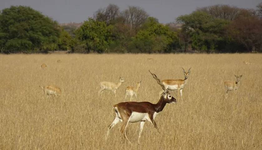 blackbuck-national-park-tour-packages