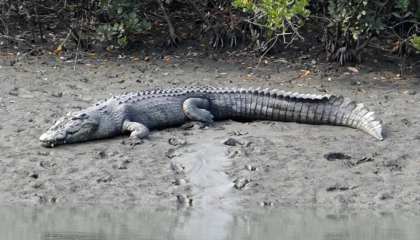Crocodile Sighting, Sundarbans