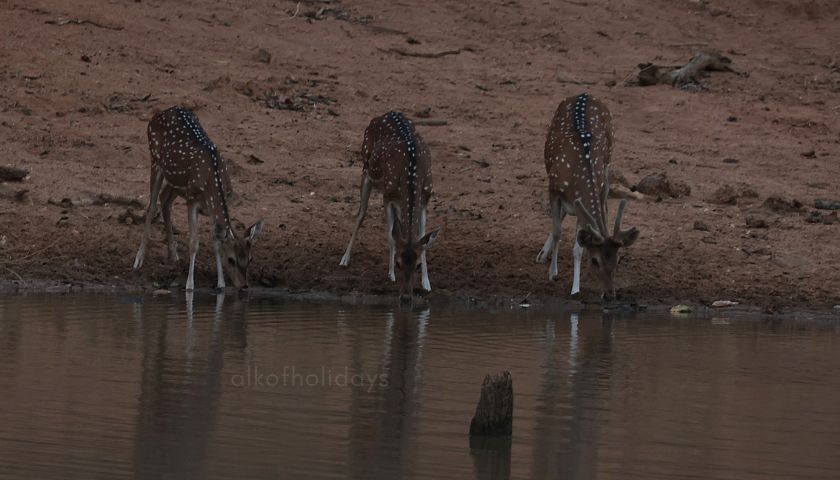 Deer at a Pond During a Bandhavgarh National Park Safari