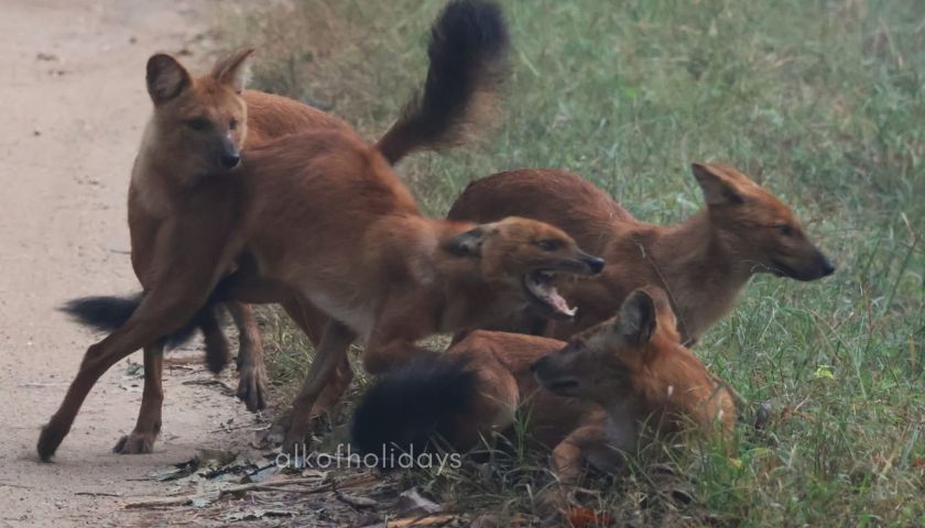 Dhole - The Red Wild Dogs Sighting Bandhavgarh