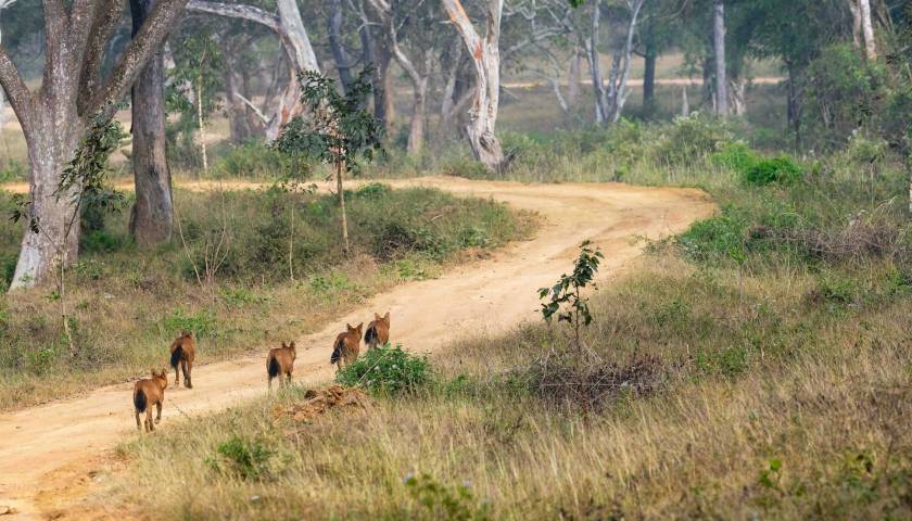 Wildlife vs Cultural Tours: What Suits You Best?