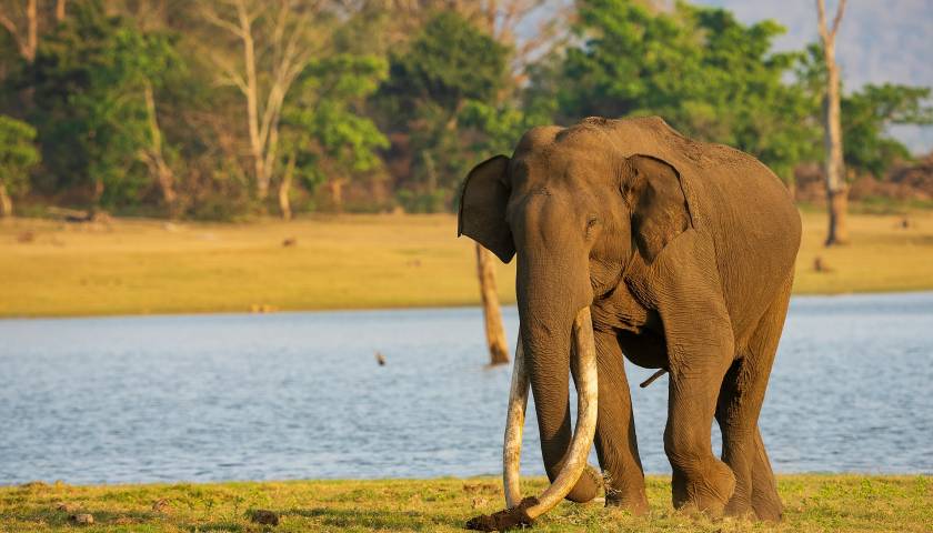 Elephant Sightings India