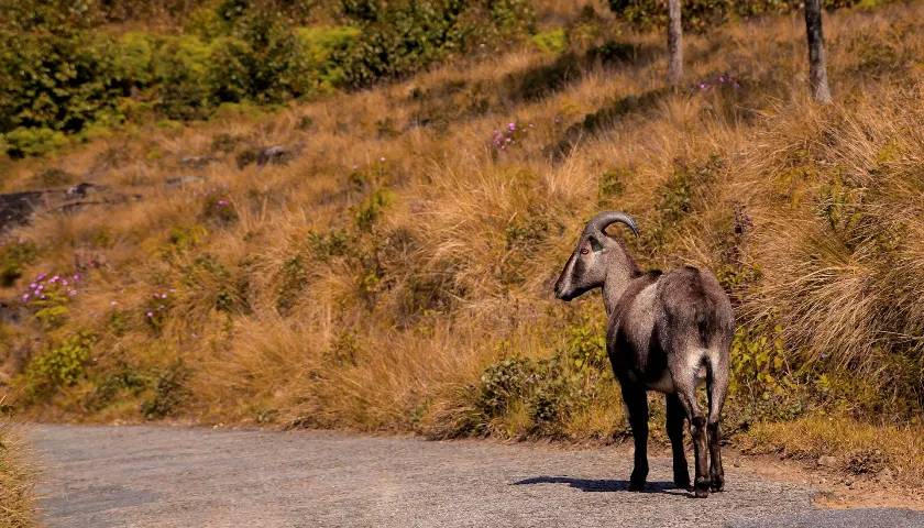 List of 10 Best National Parks in South India