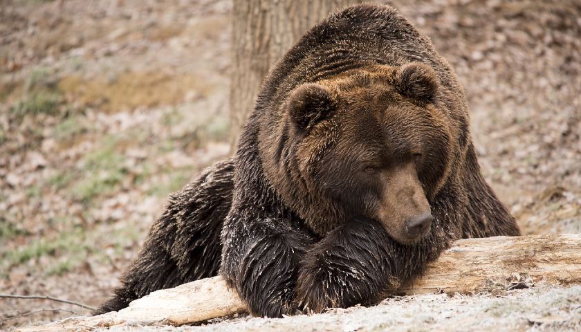 Himalayan Brown Bear Expedition Ladakh - 7 Day Tour from Leh
