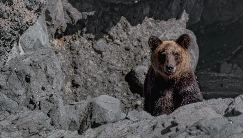 Himalayan Brown Bear