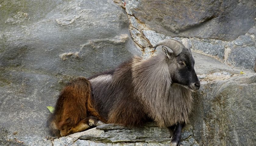 Himalayan Tahr